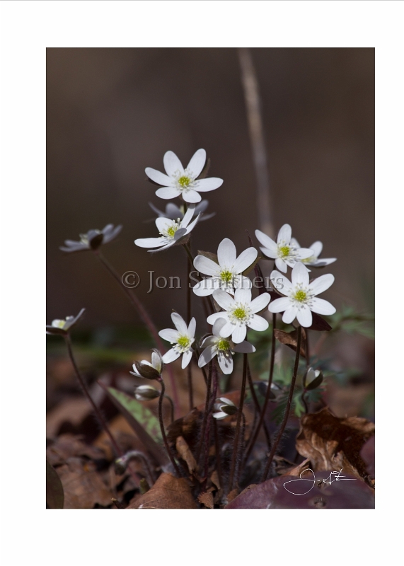 041010_7721  Minnesota Wild Flowers.jpg